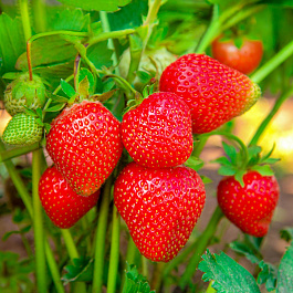 Земляника садовая Фалко Земляника садовая Фалко