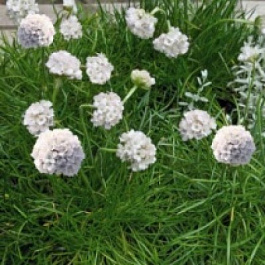 Армерия приморская Монинг Стар Вайт