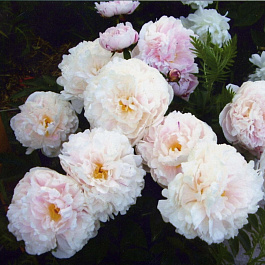 Пион травянистый Леди Александра Дафф Пион травянистый Леди Александра Дафф