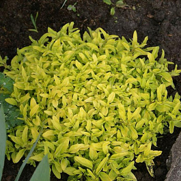 Душица обыкновенная Ауреум