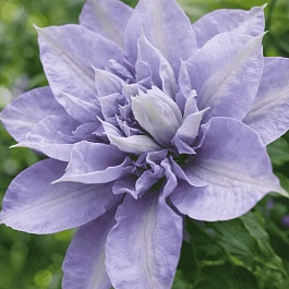 Клематис Blue Cotillion