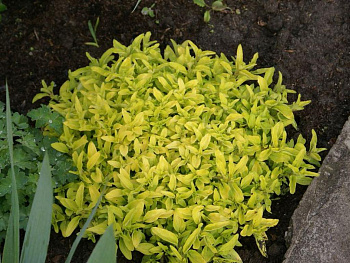 Душица обыкновенная Ауреум