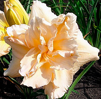 Лилейник гибридный Жан Свон