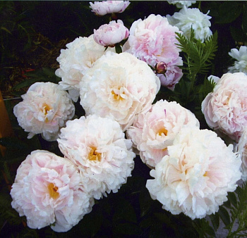 Пион травянистый Леди Александра Дафф