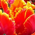 Тюльпан попугайный  Bright Parrot