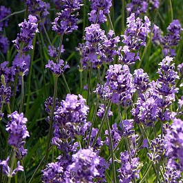 Лаванда узколистная Манстед Вариети