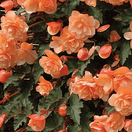 Бегония Fragrant Falls Peach