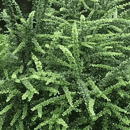 Барбарис Тунберга Green Ornament