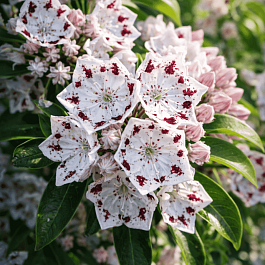 Кальмия широколистная Radiata