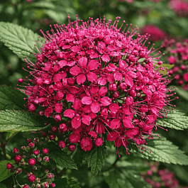 Спирея японская Double Play Doozie