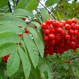 Рябина обыкновенная Рябина обыкновенная