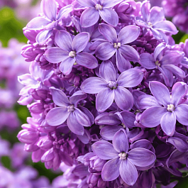 Сирень обыкновенная Надежда