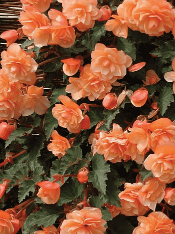 Бегония Fragrant Falls Peach