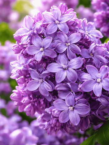 Сирень обыкновенная Надежда