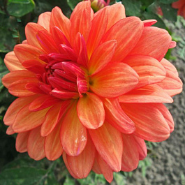 Георгина Декоративная Гэллери Матисс