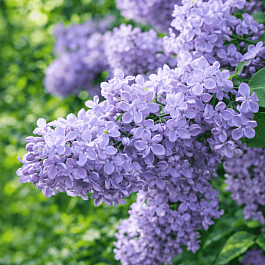 Сирень обыкновенная Президент Греви