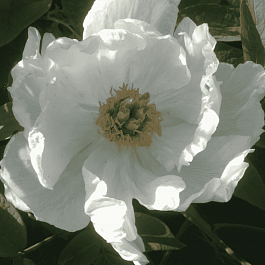 Пион Древовидный White