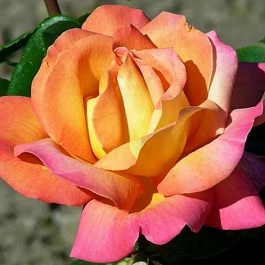 Роза Мадам Мейян (Глория Дей, Пис) штамб Роза Мадам Мейян (Глория Дей, Пис) штамб