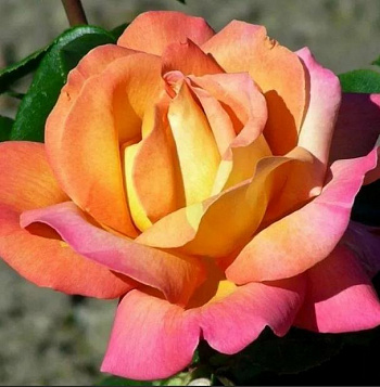 Роза Мадам Мейян (Глория Дей, Пис) штамб