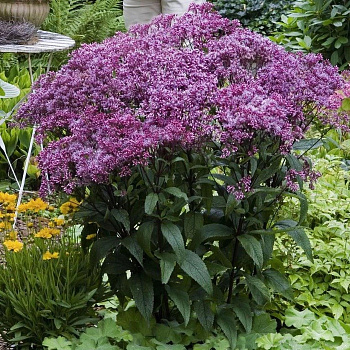 Посконник пятнистый Беби Джо