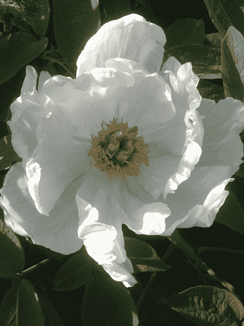 Пион Древовидный White