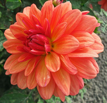 Георгина Декоративная Гэллери Матисс Георгина Декоративная Гэллери Матисс