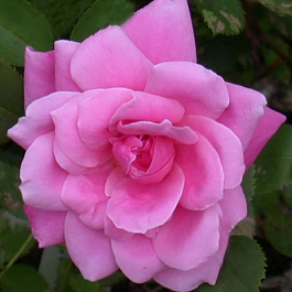 Роза канадская парковая Де Монтервиль