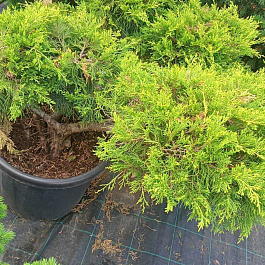 Можжевельник средний Олд Голд (бонсай)