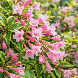 Вейгела цветущая Sunny Princess