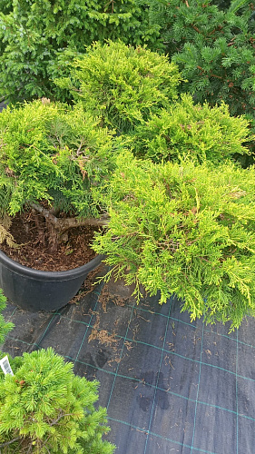 Можжевельник средний Олд Голд (бонсай)