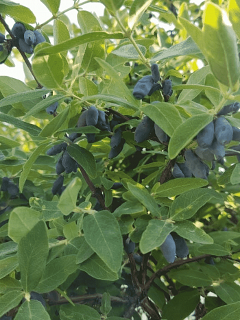 Жимолость плодовая Темная ночь