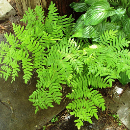 Чистоус королевский