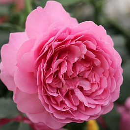 Роза парковая Пинк Глоу