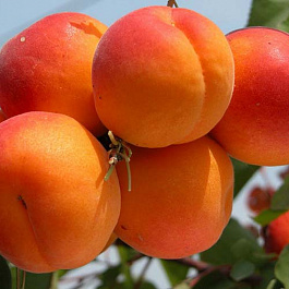 Абрикос обыкновенный Фаворит