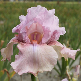Ирис бородатый Блашинг Пинк