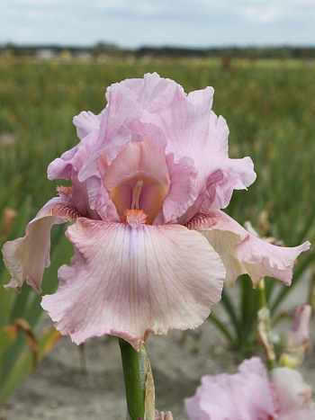 Ирис бородатый Блашинг Пинк