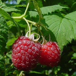 Малина традиционная Зоренька Алтая