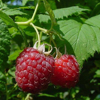 Малина традиционная Зоренька Алтая