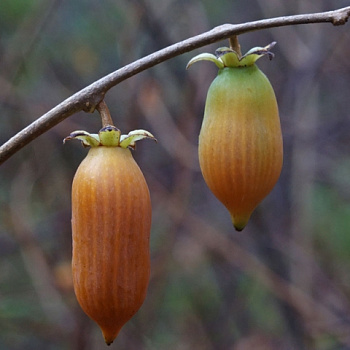 Актинидия полигама Злата (женский)
