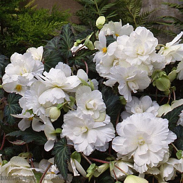 Бегония клубневая Сан Дансер Вайт