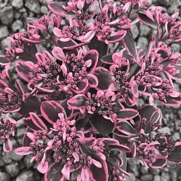 Очиток гибридный Dream Dazzler