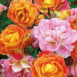 Роза Флорибунда Bordure Camaieu