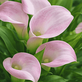 Калла Ruby Light Pink Ice