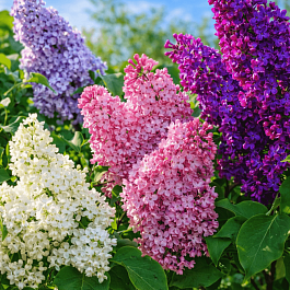 Сирень обыкновенная Микс