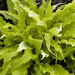 Хоста Wiggles and Squiggles