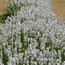 Лаванда узколистная Ellagance Ice