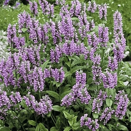 Котовник жилковый Pink Kat