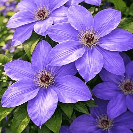 Клематис гибридный Laura