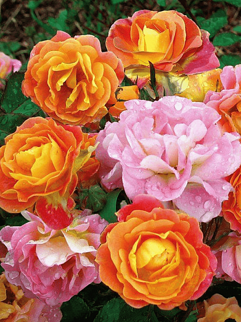 Роза Флорибунда Bordure Camaieu