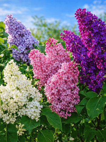 Сирень обыкновенная Микс